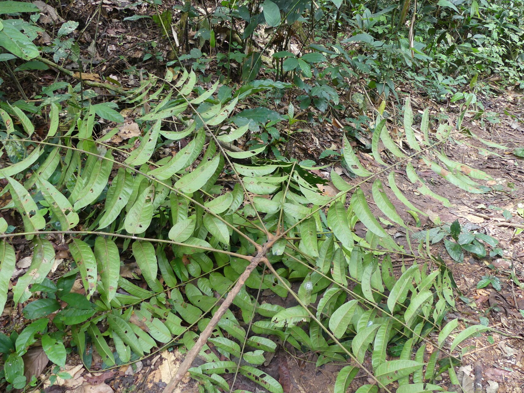 Pachylobus osika — houseplant care guide