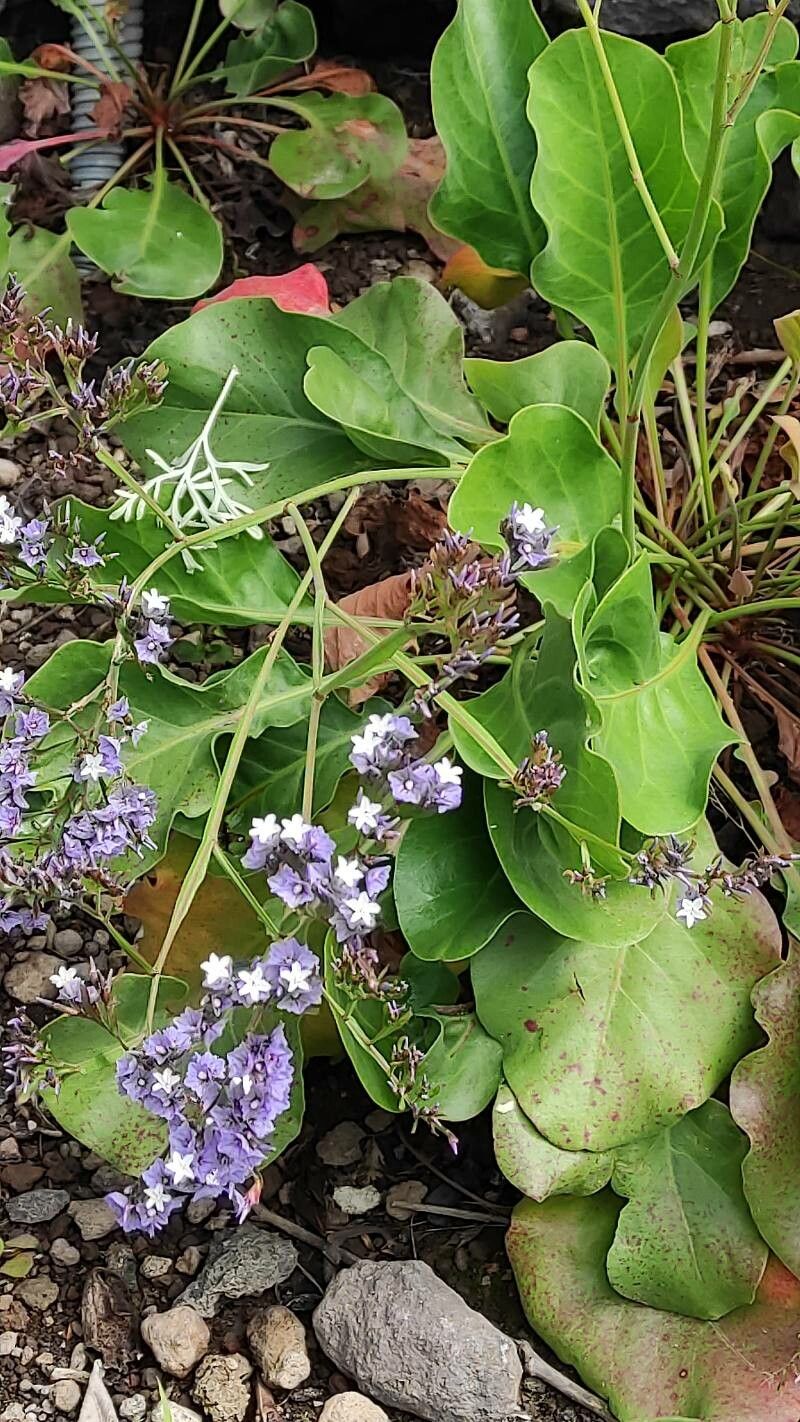 Limonium brassicifolium habit