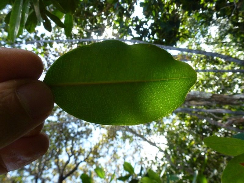 Tristaniopsis vieillardii — houseplant care guide