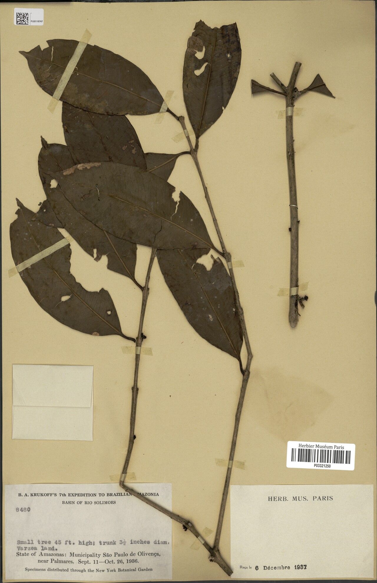 Eugenia dittocrepis leaf