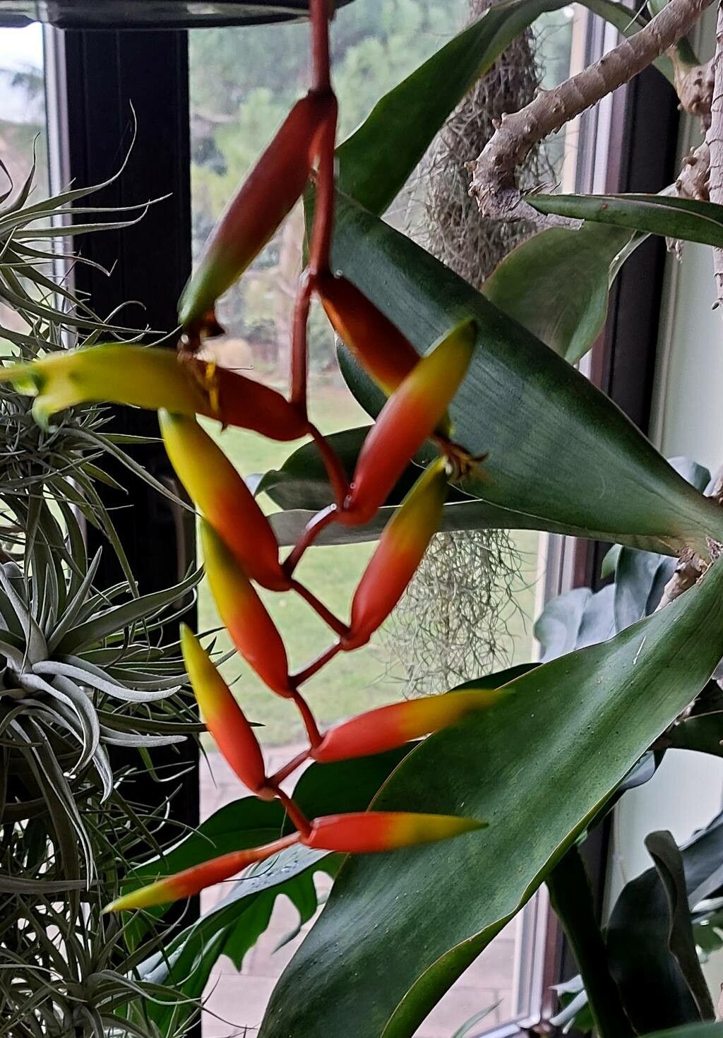 Vriesea scalaris flower