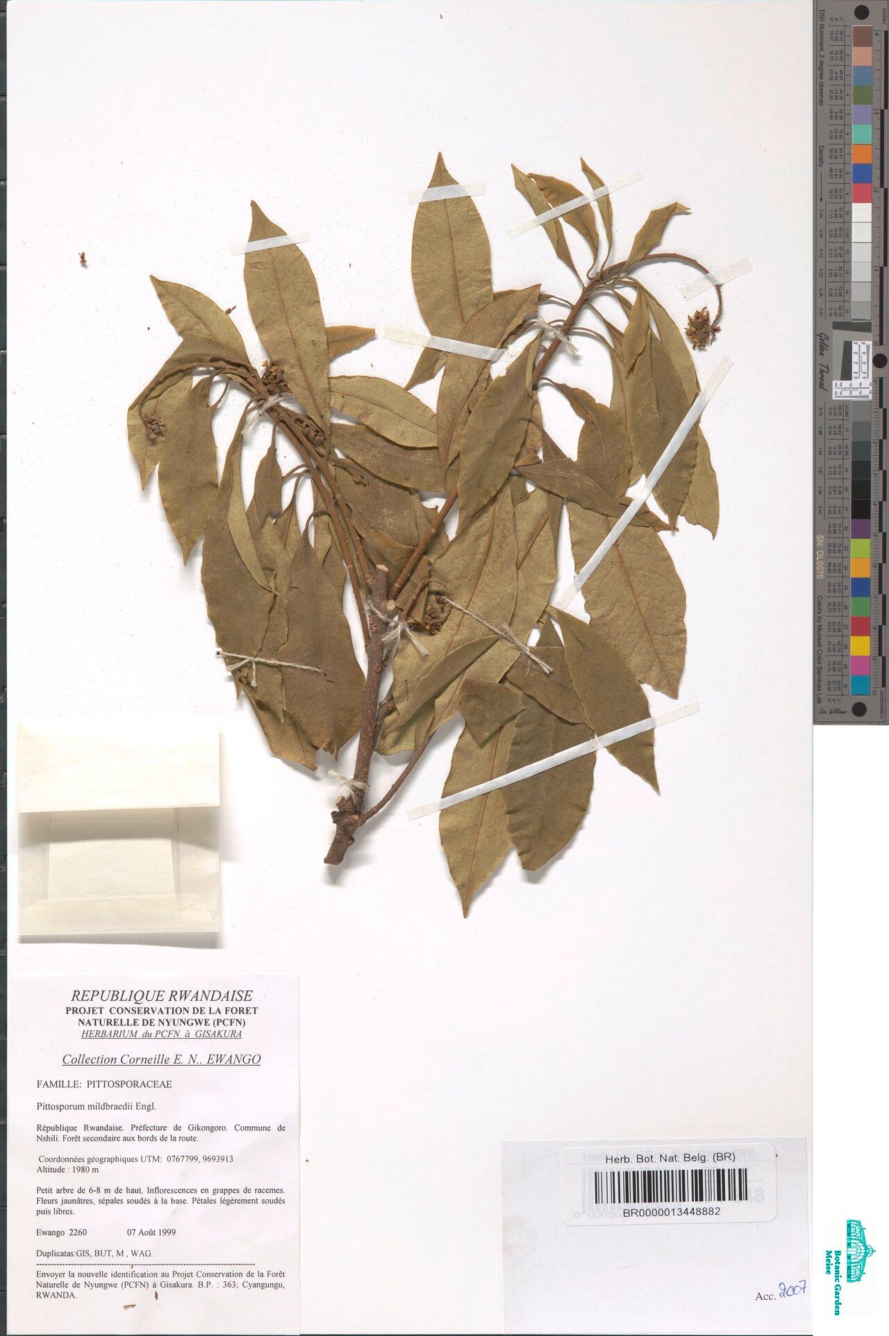 Pittosporum mildbraedii — search result for 'Pittosporum'