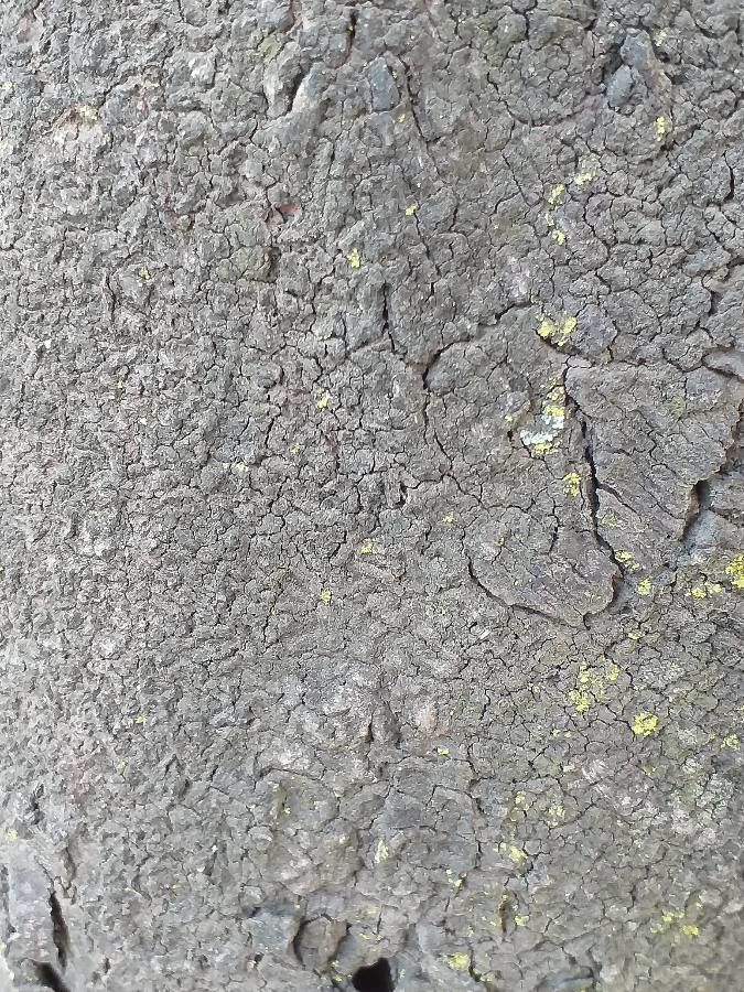 Newtonia buchananii bark