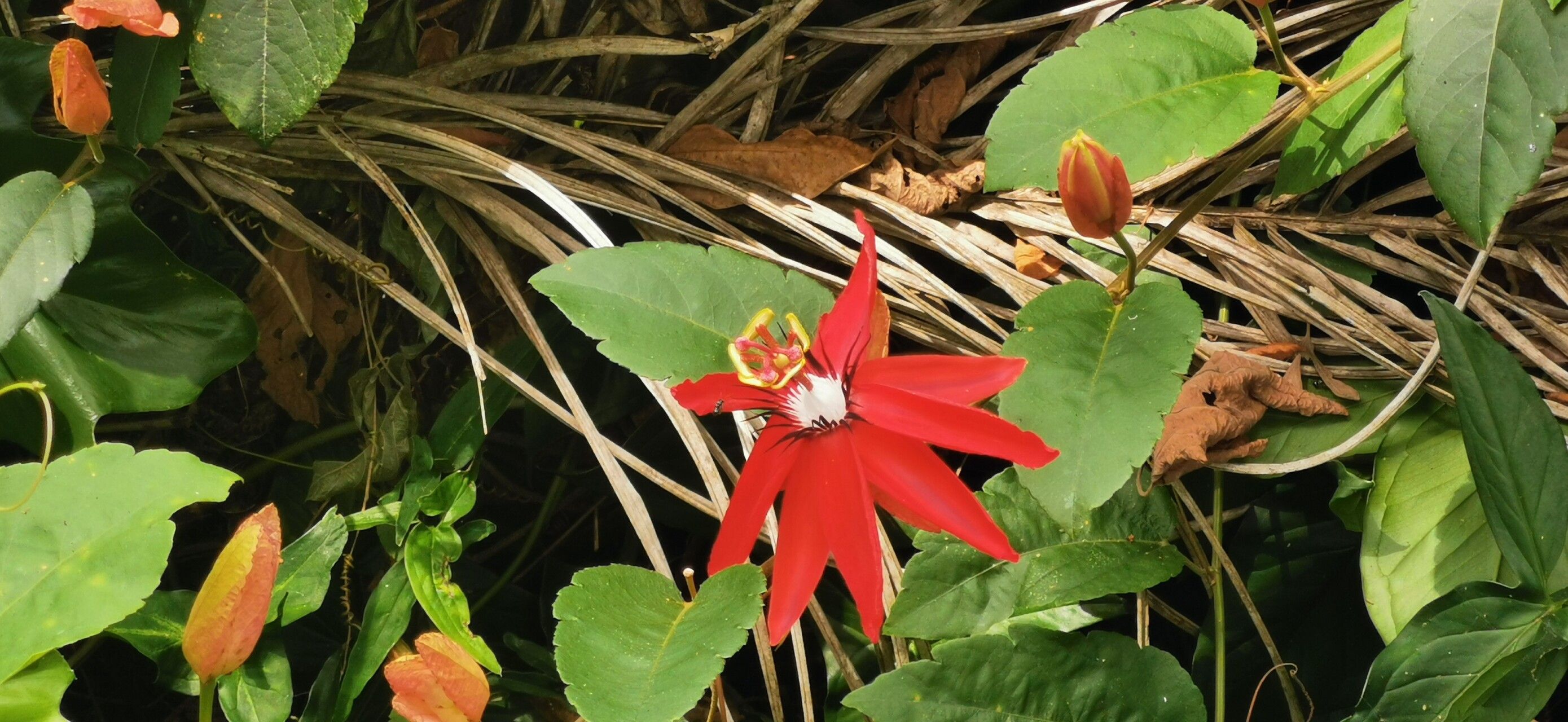 Adenia heterophylla — houseplant care guide