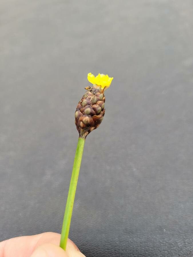 Xyris laxifolia flower
