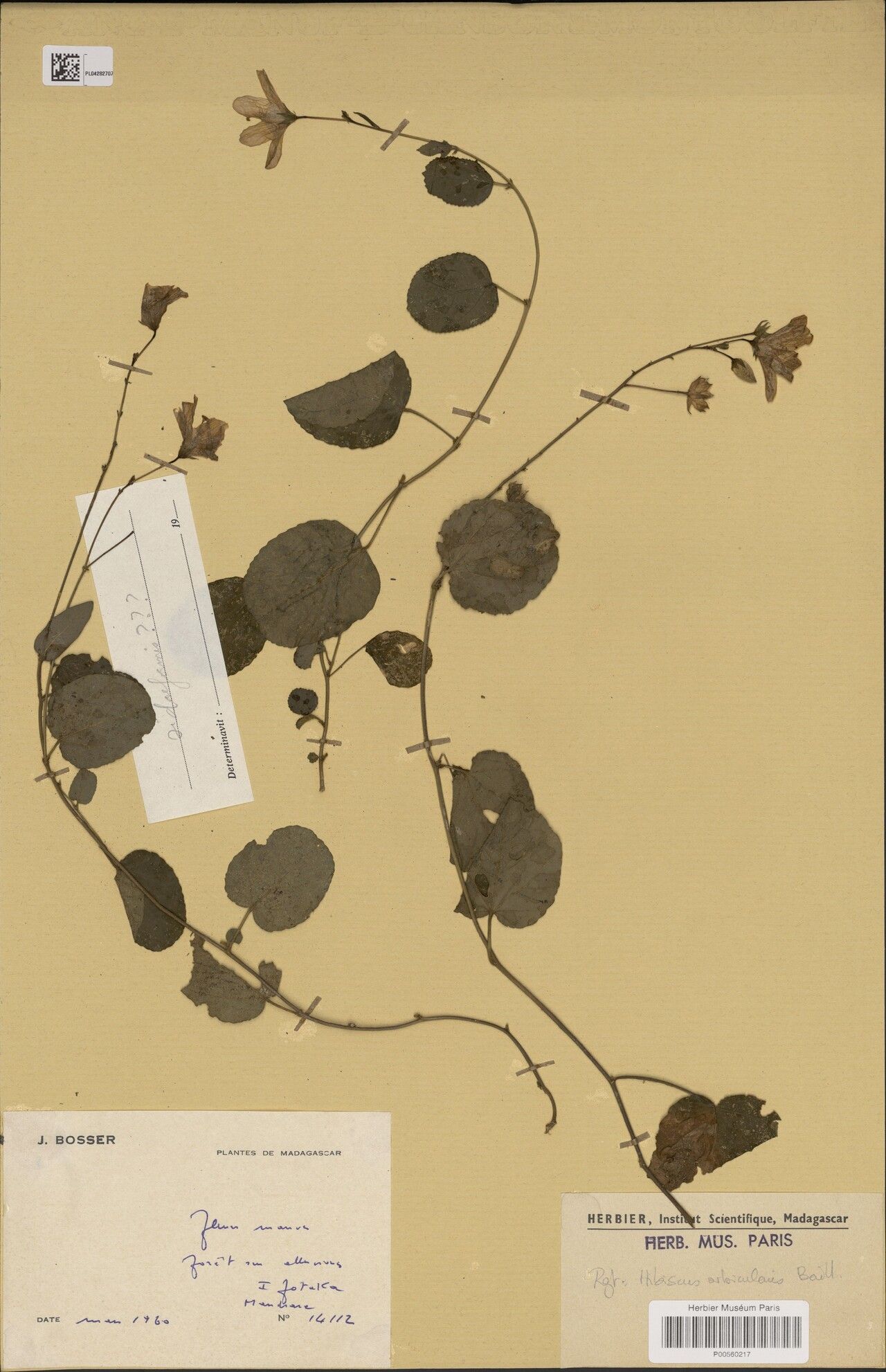 Hibiscus orbicularis — houseplant care guide