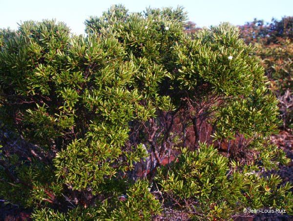 Alyxia caletioides habit