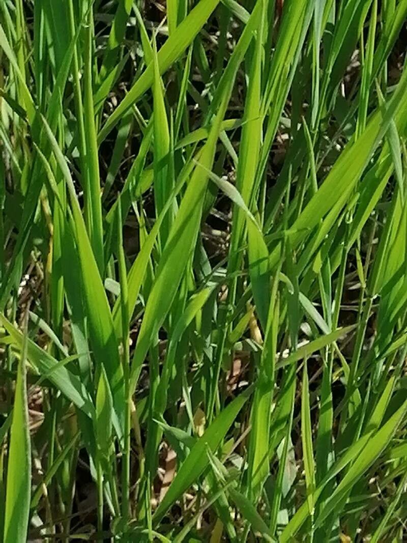 Elytrigia campestris — related species from the same genus