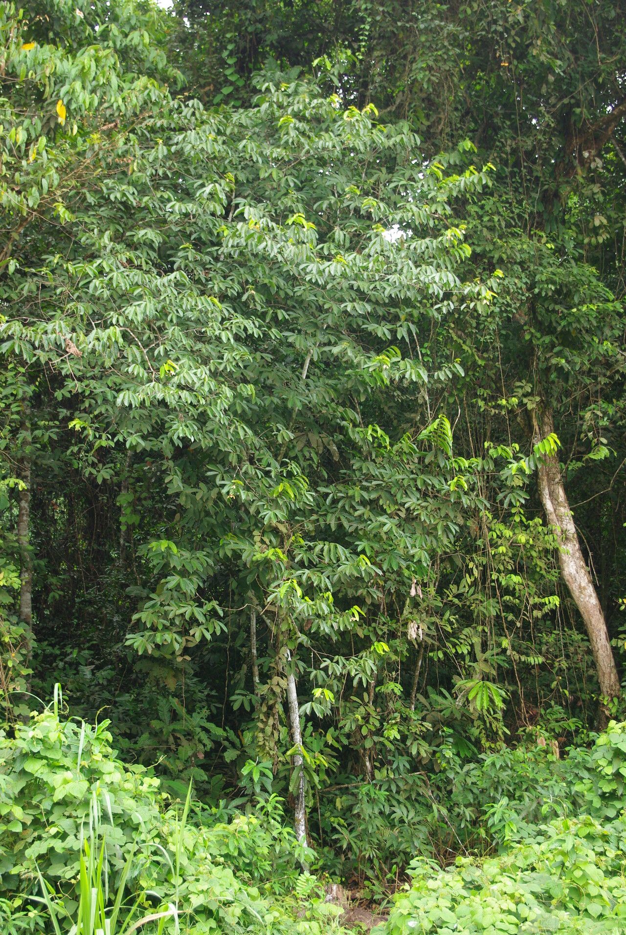 Monodora undulata habit