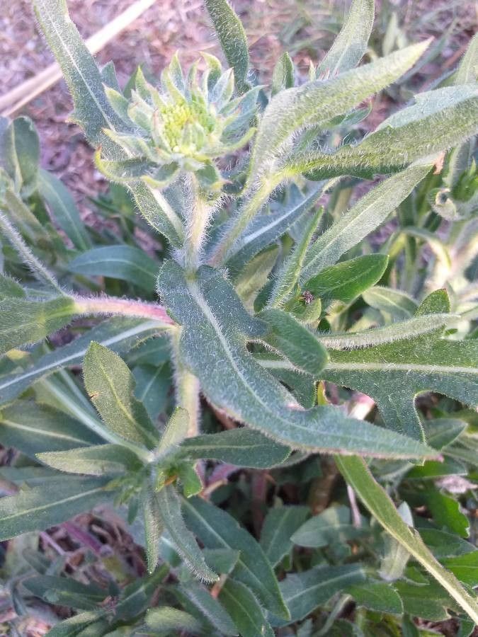Gaillardia × grandiflora flower