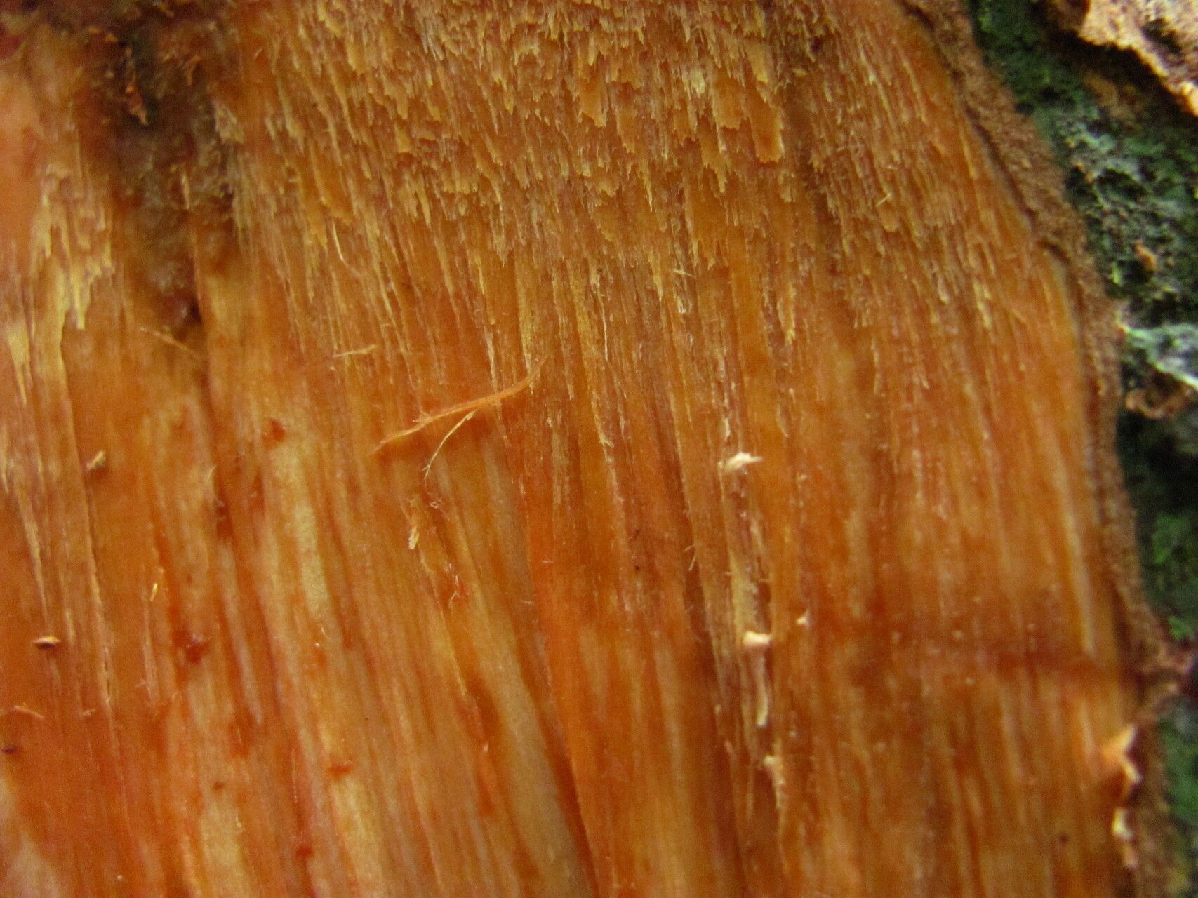 Fernandoa adolfi-friderici bark