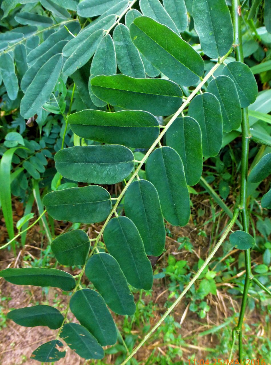 Dalbergia saxatilis — search result for 'Dalbergia'