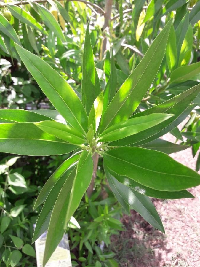 Bontia daphnoides leaf