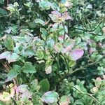 Vaccinium myrtillus