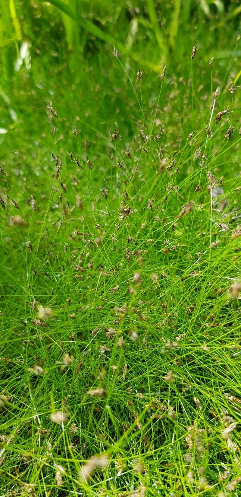 Eleocharis acicularis leaf