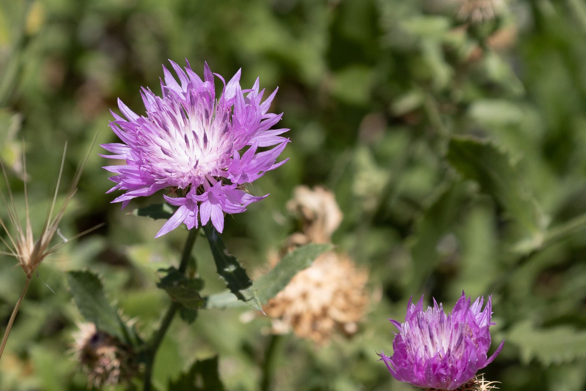 Centaurea malacitana — houseplant care guide