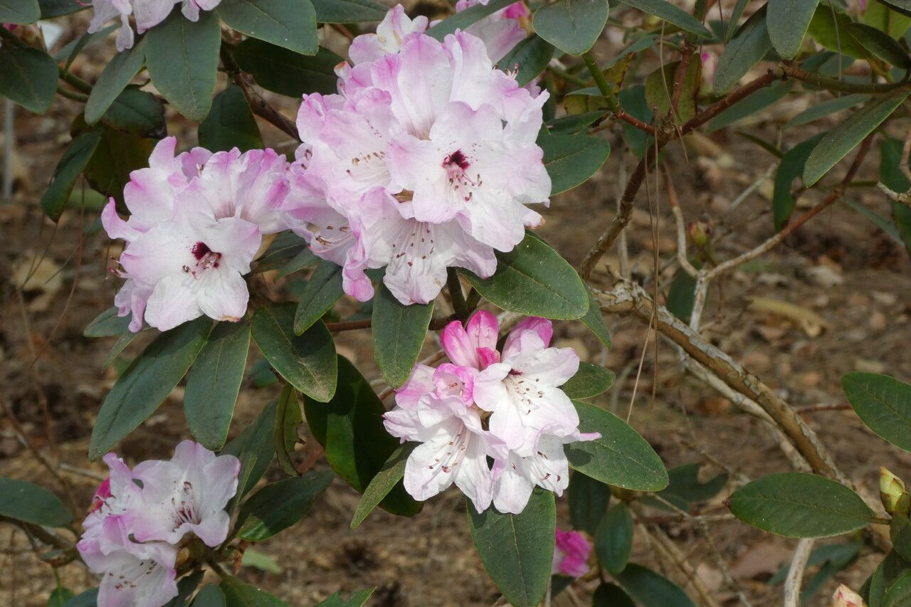 Rhododendron adenosum flower