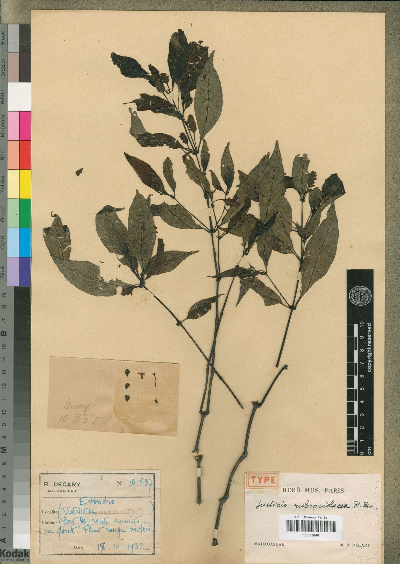 Justicia rubroviolacea — houseplant care guide