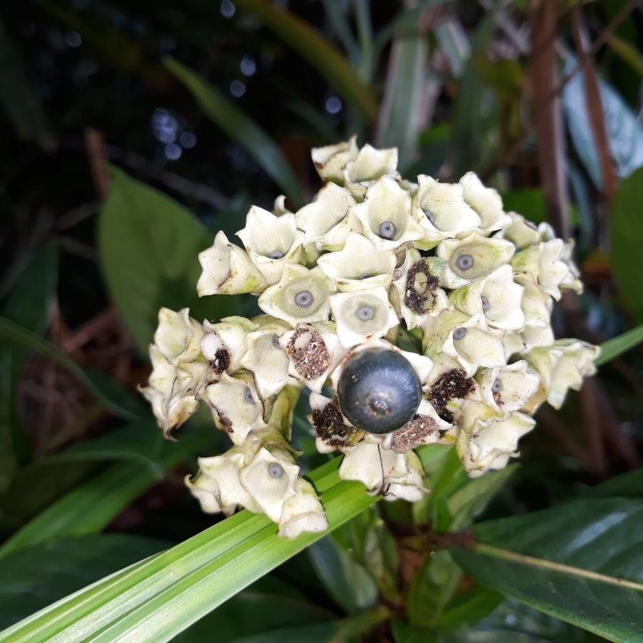 Gaertnera vaginata fruit