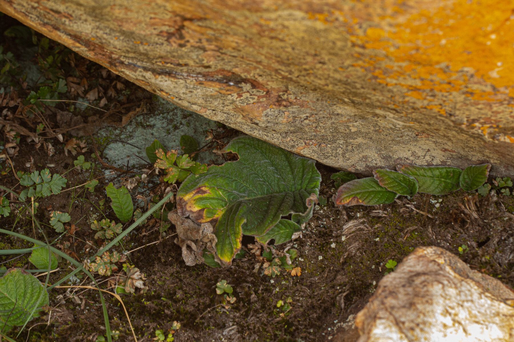 Streptocarpus bindseili — search result for 'Streptocarpus'