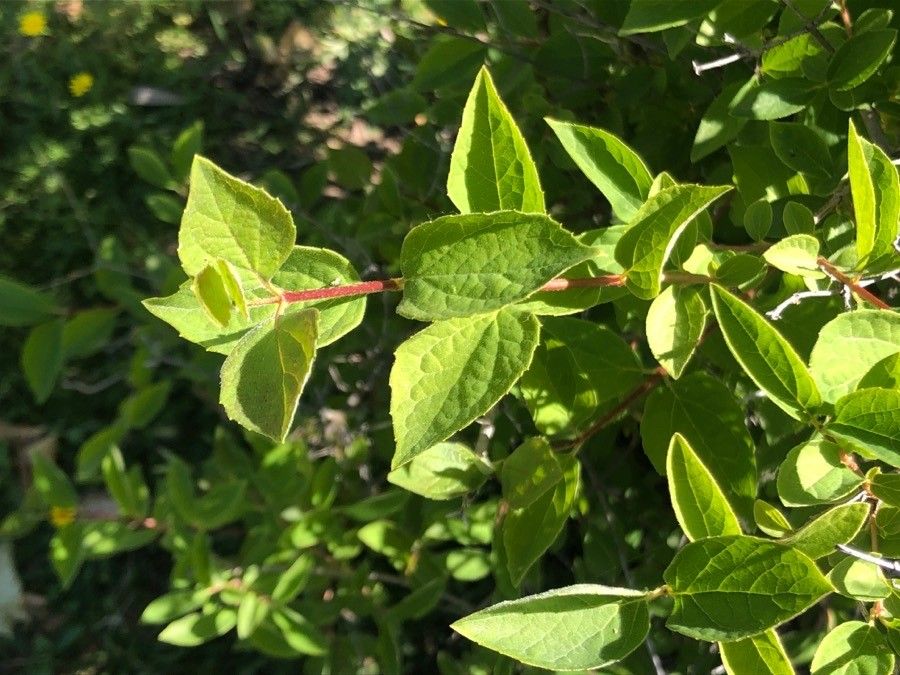 Philadelphus incanus — houseplant care guide