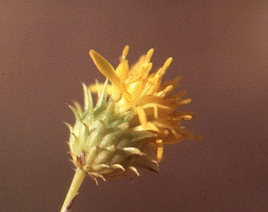 Rhanterium suaveolens flower