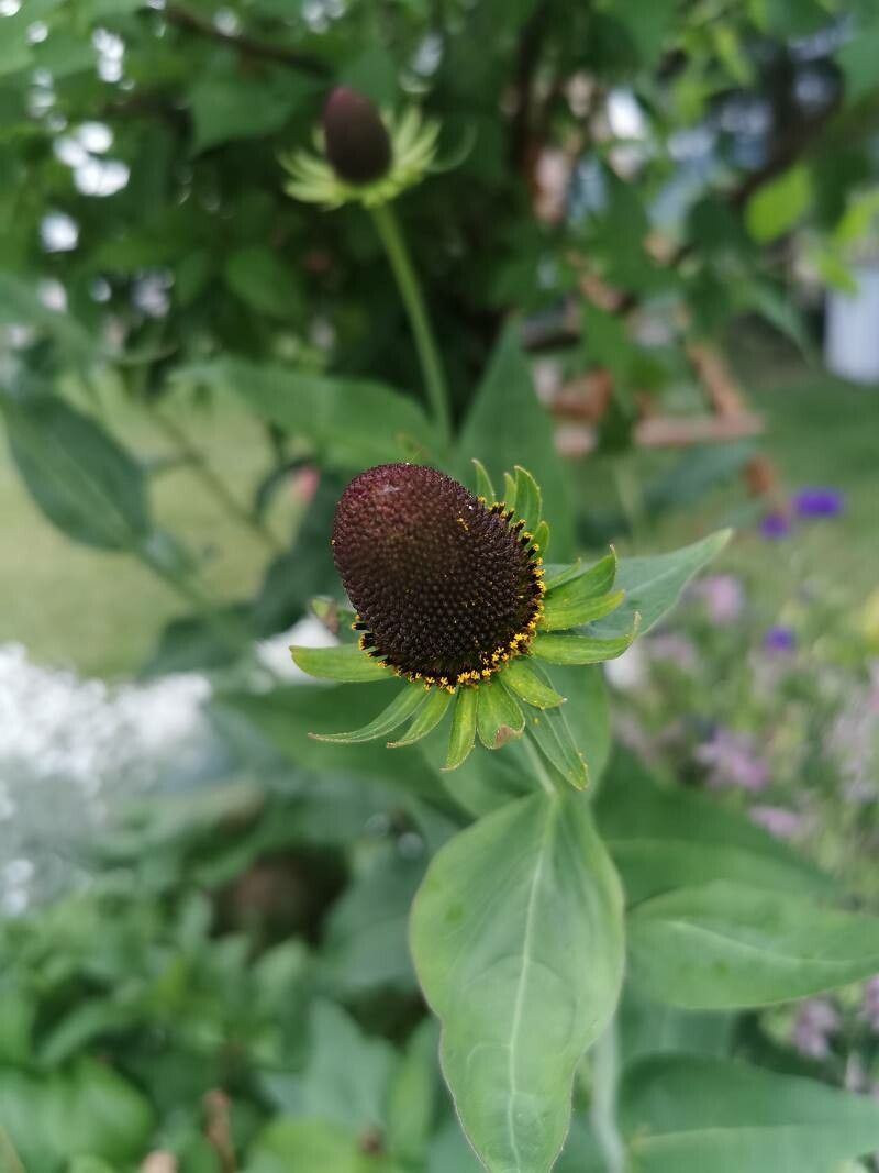 Rudbeckia occidentalis flower