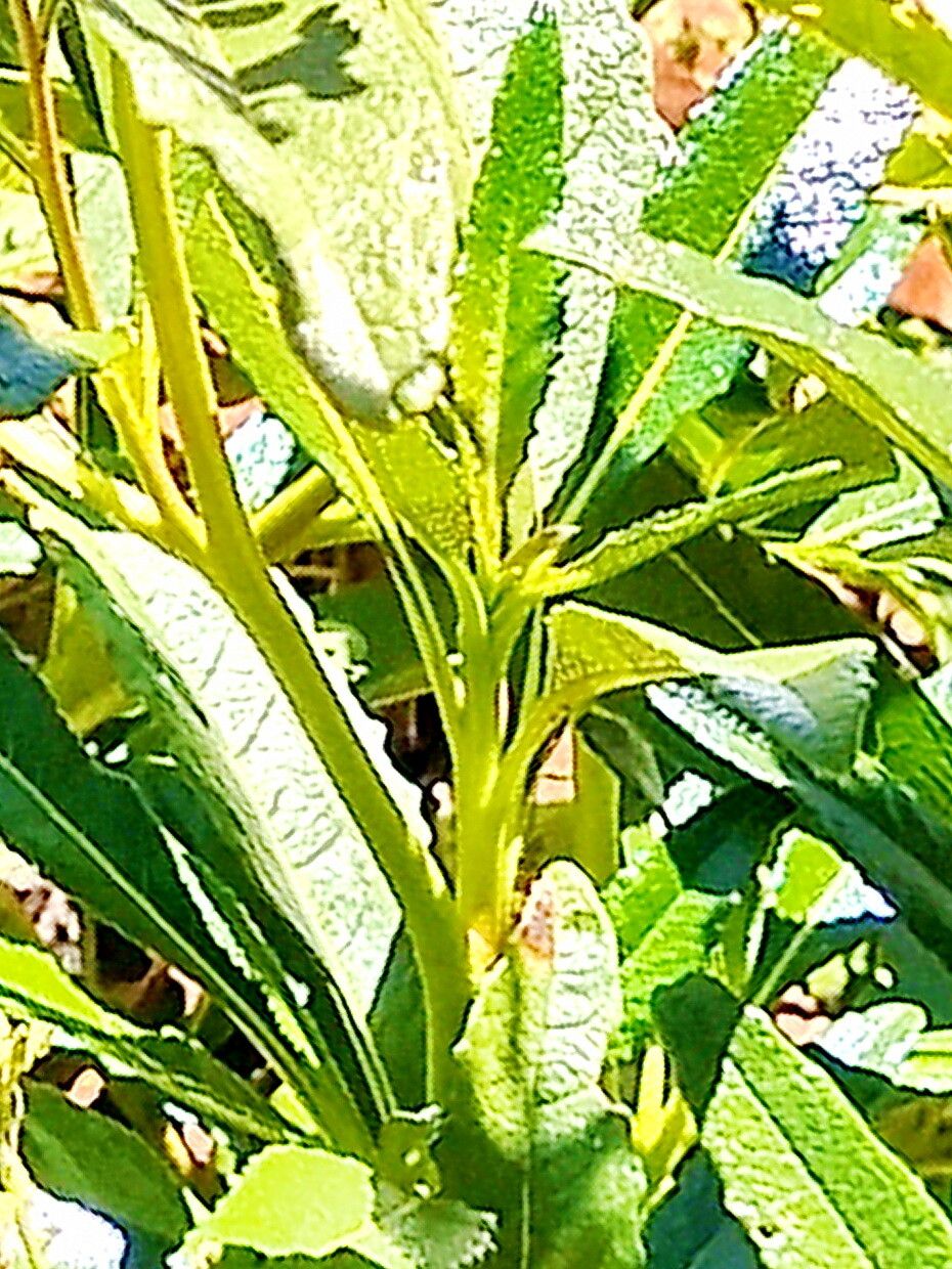 Eriodictyon californicum — related species from the same genus