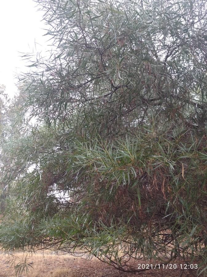 Acacia retinodes habit