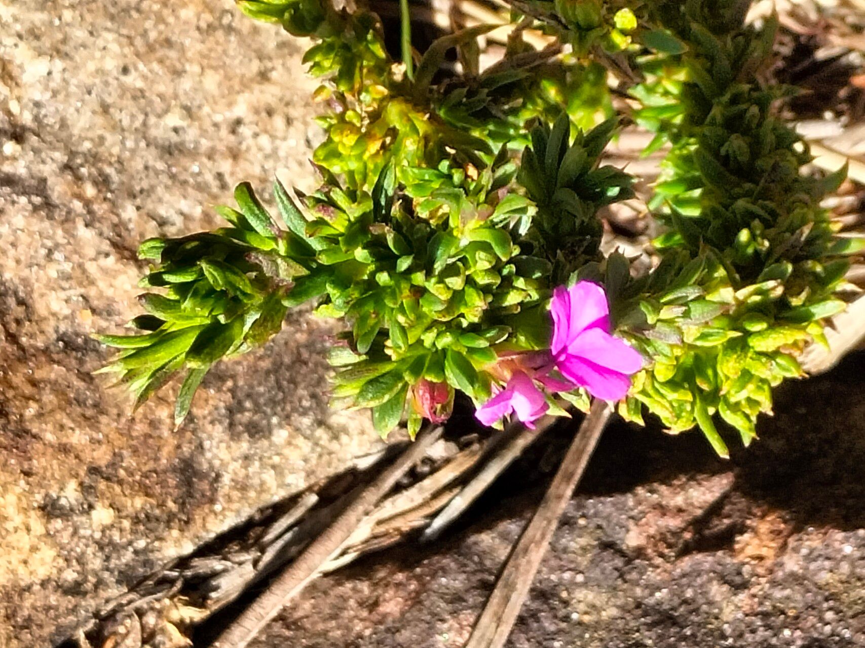 Muraltia saturejoides — related species from the same genus