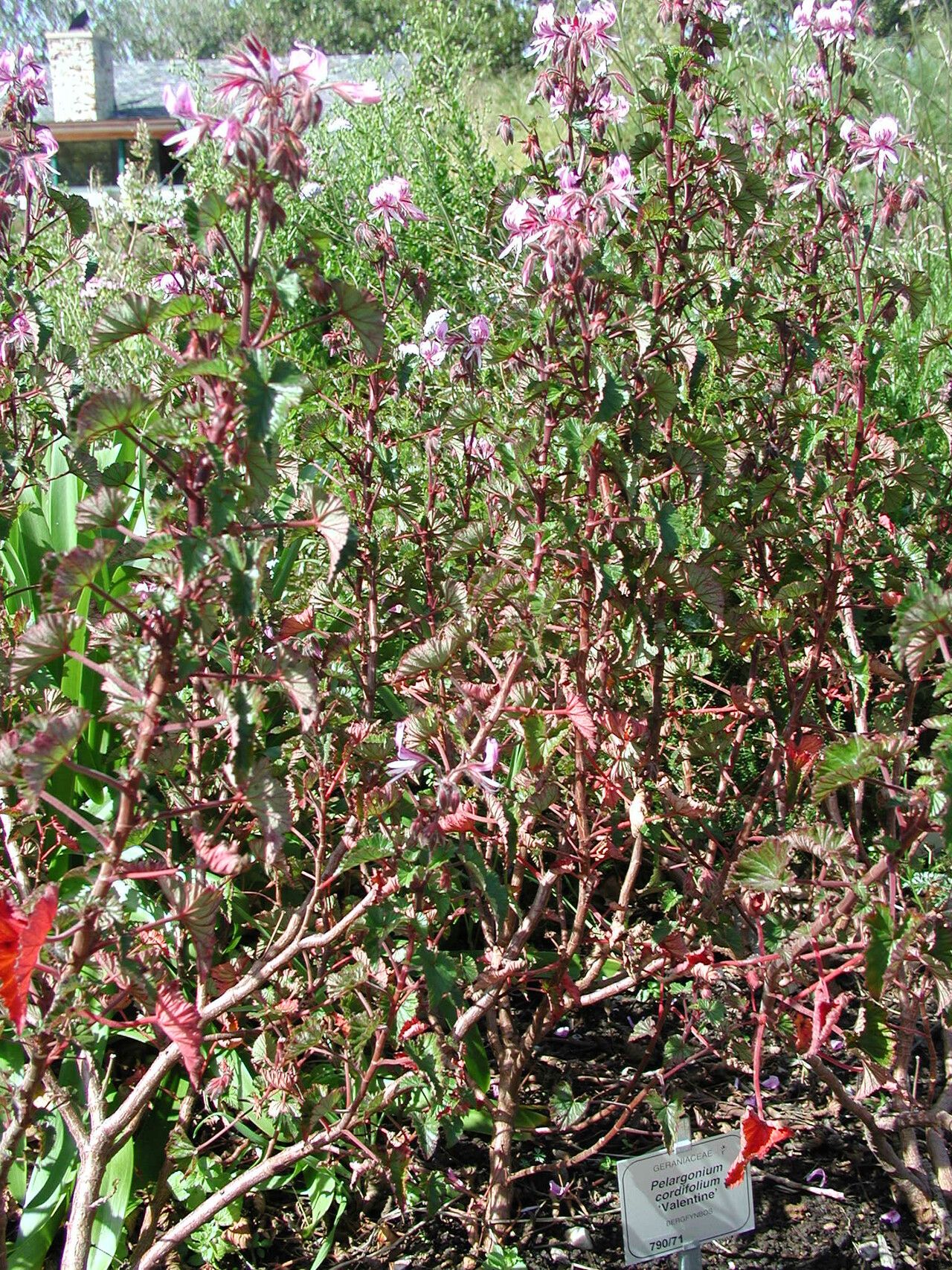 Pelargonium cordifolium habit