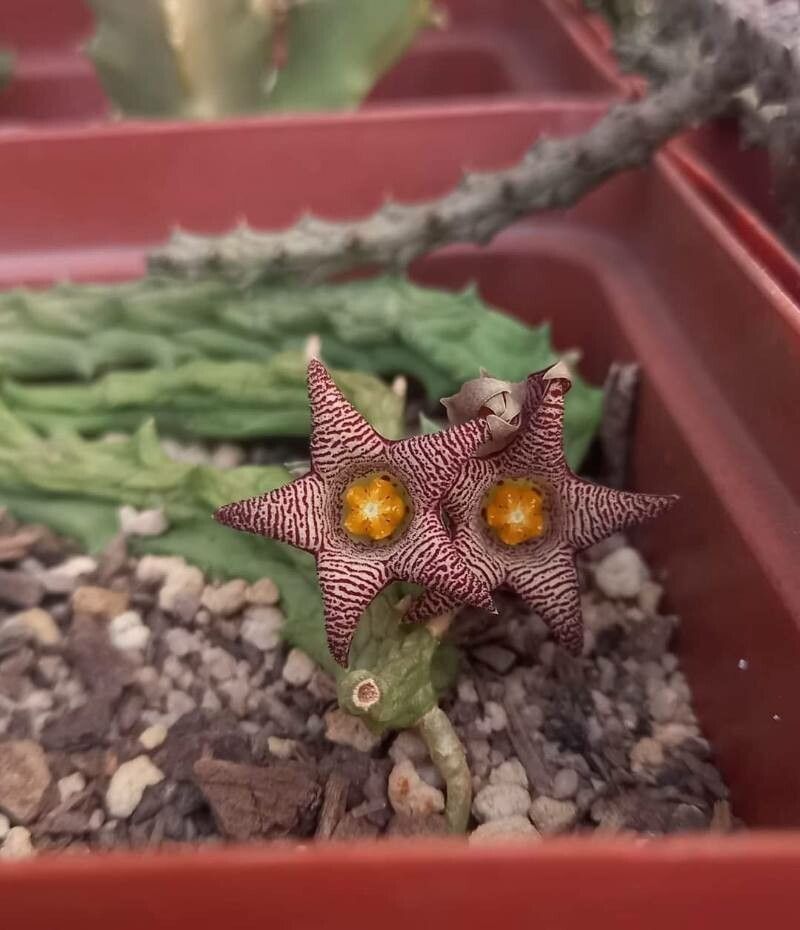 Piaranthus punctatus leaf