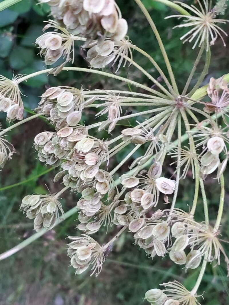 Heracleum pyrenaicum fruit