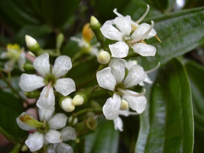 Miconia bicolor flower