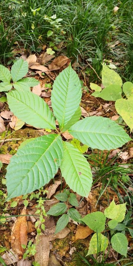 Camptotheca acuminata — search result for 'Cornaceae'