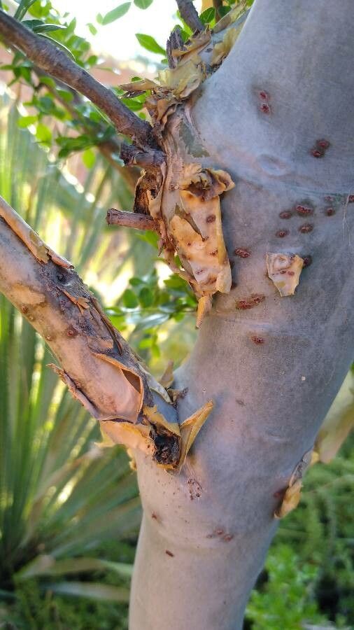 Bursera fagaroides bark