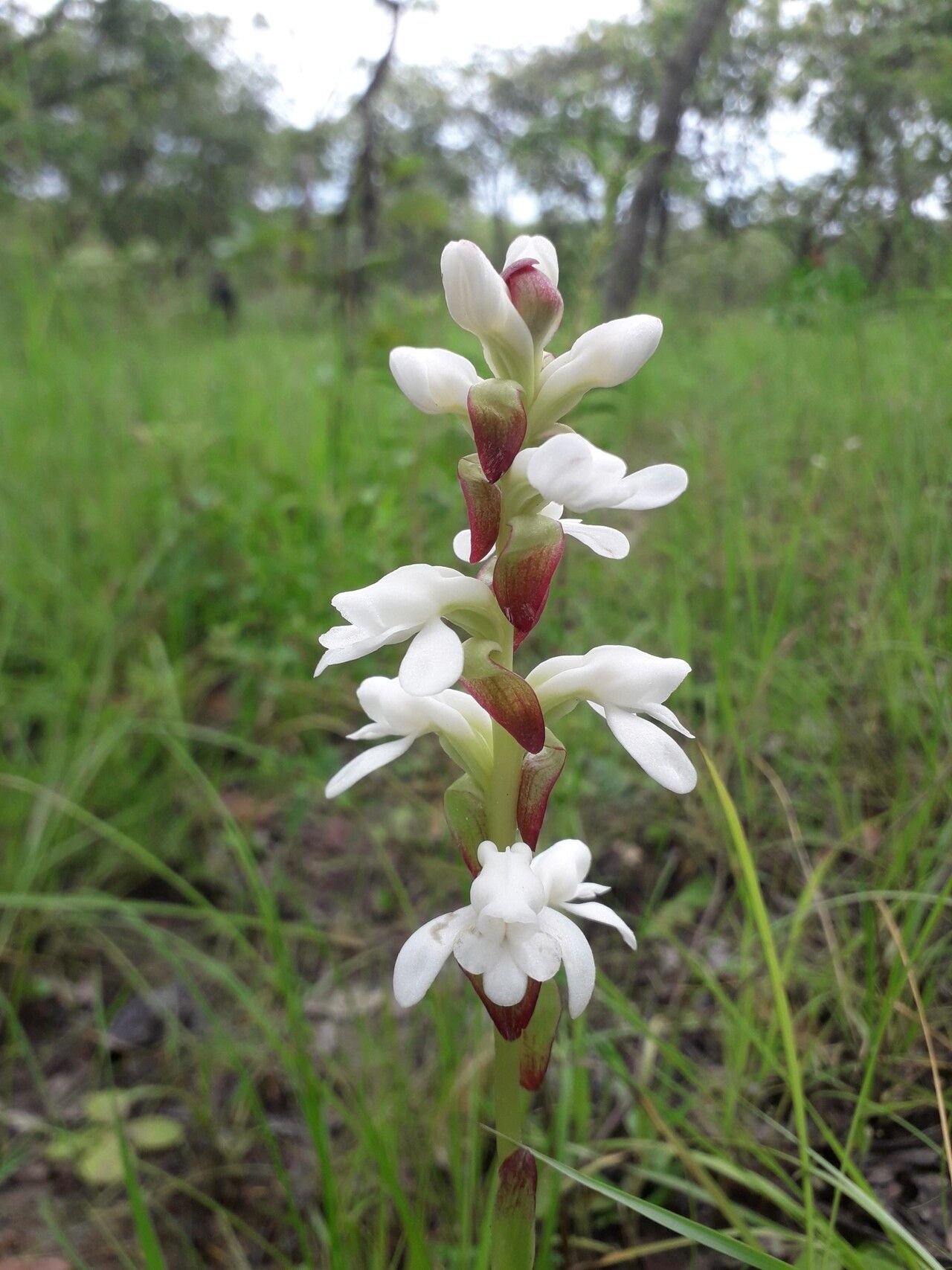 Satyrium carsonii flower