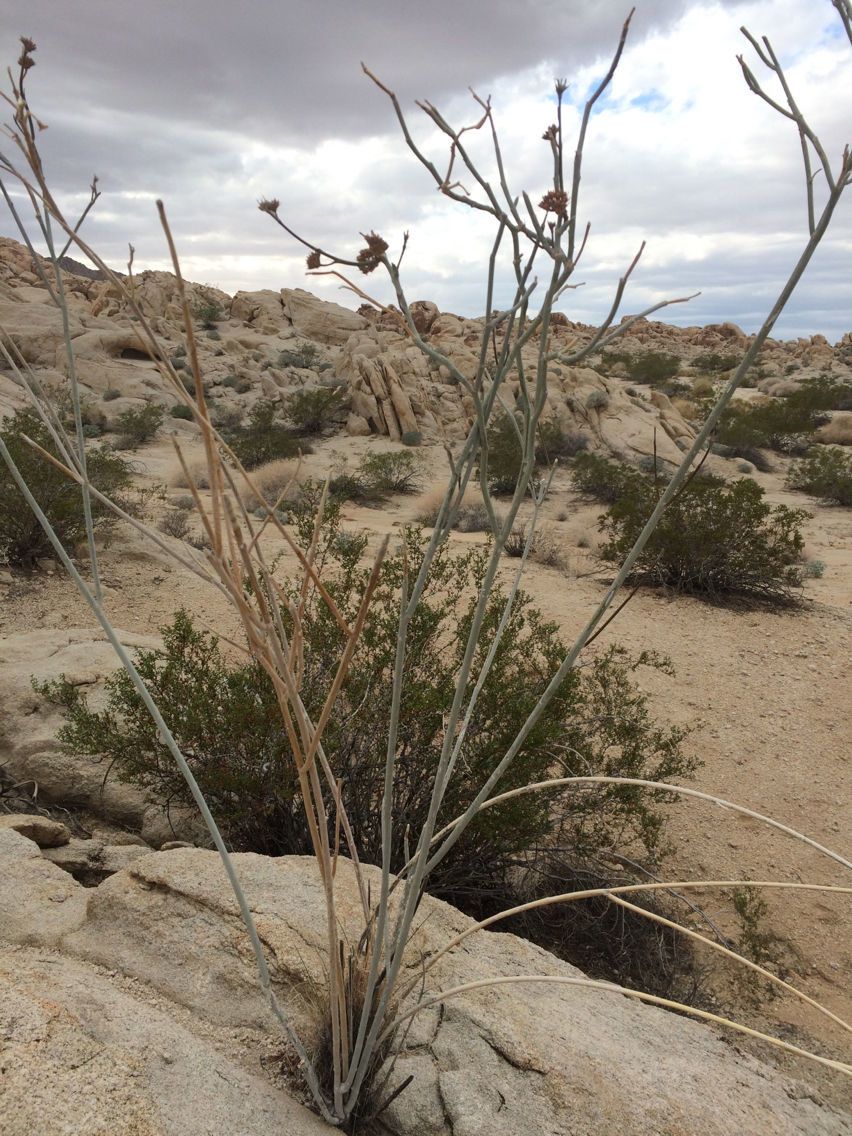 Asclepias albicans habit