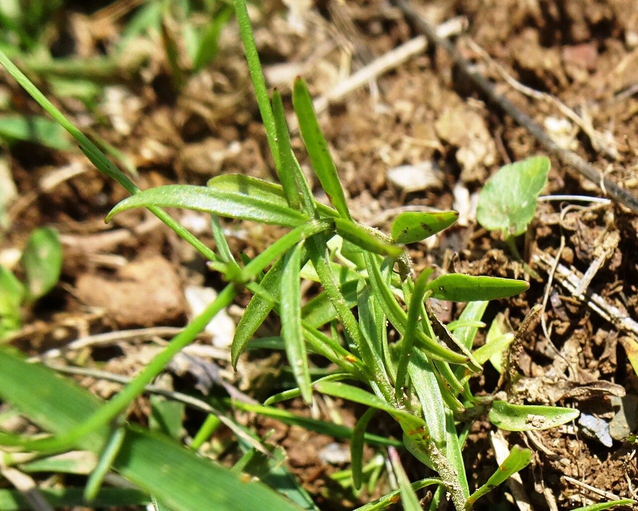 Campanula scheuchzeri — search result for 'Campanulaceae'