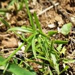 Campanula scheuchzeri