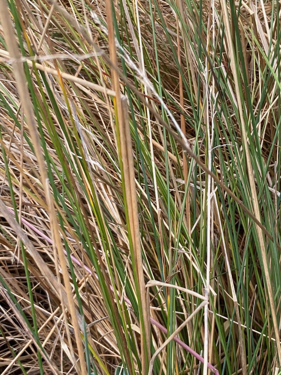 Festuca azucarica — search result for 'Festuca'