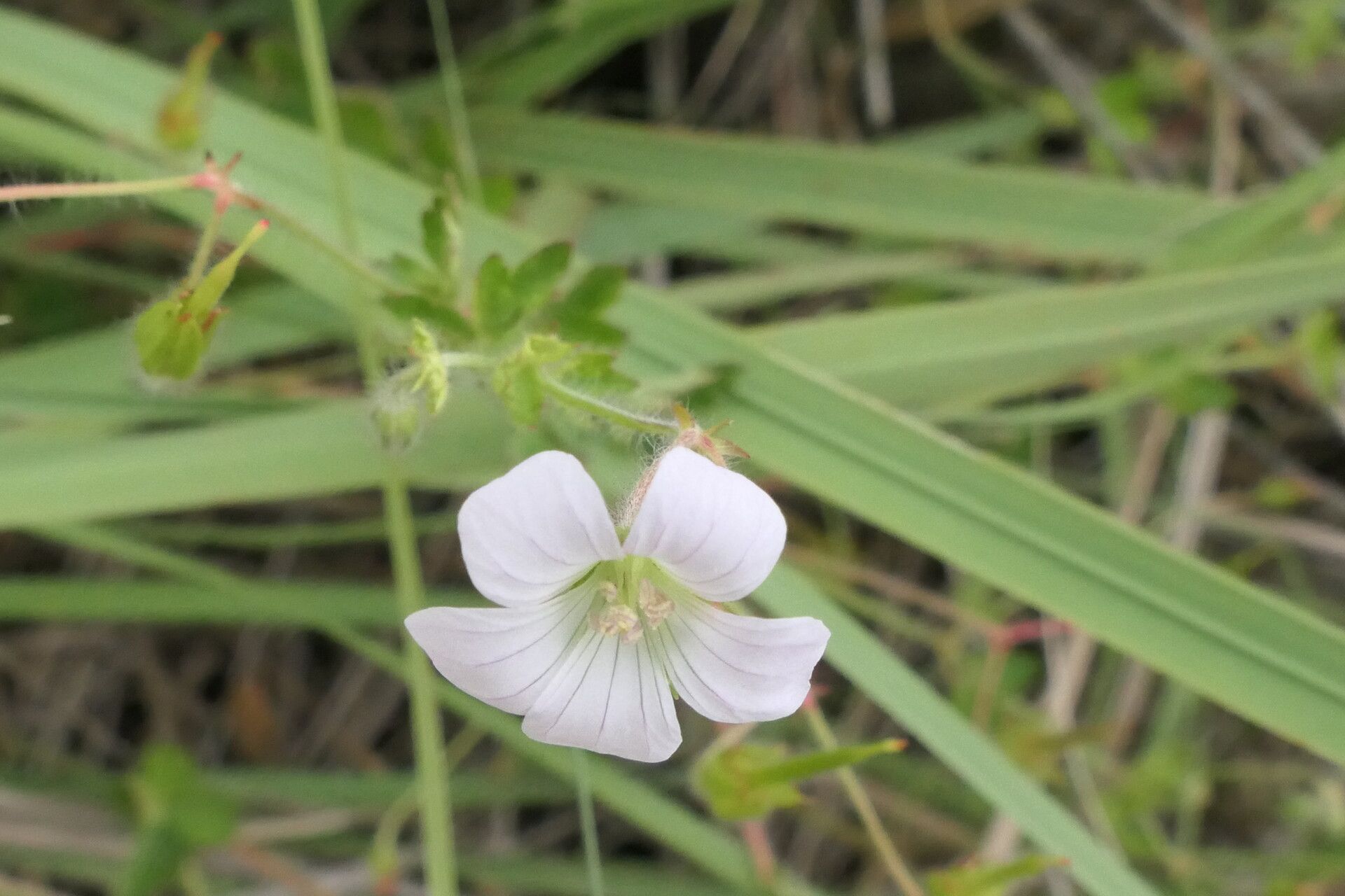 Geranium wakkerstroomianum flower