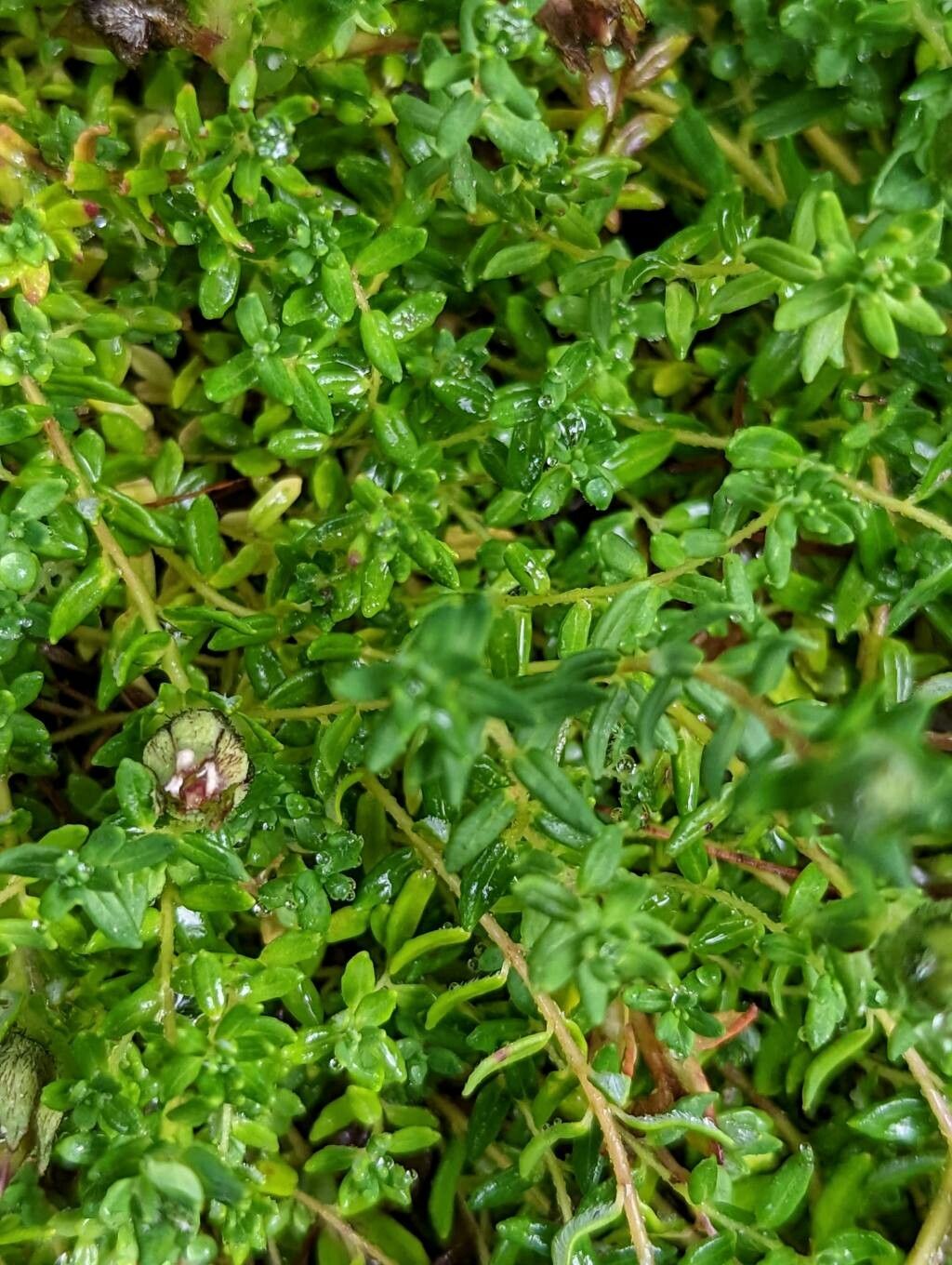 Cyananthus microphyllus — related species from the same genus