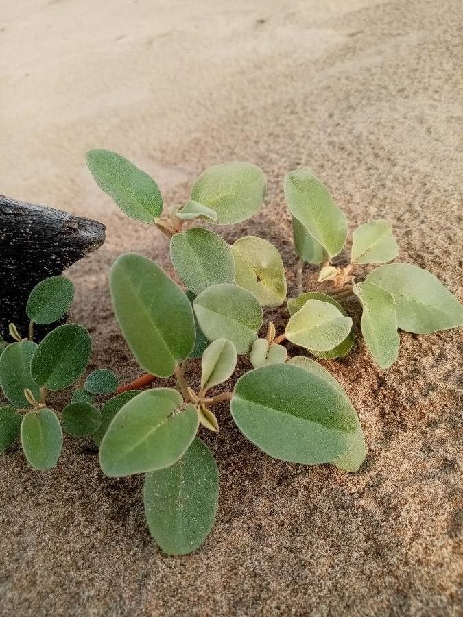 Croton punctatus leaf