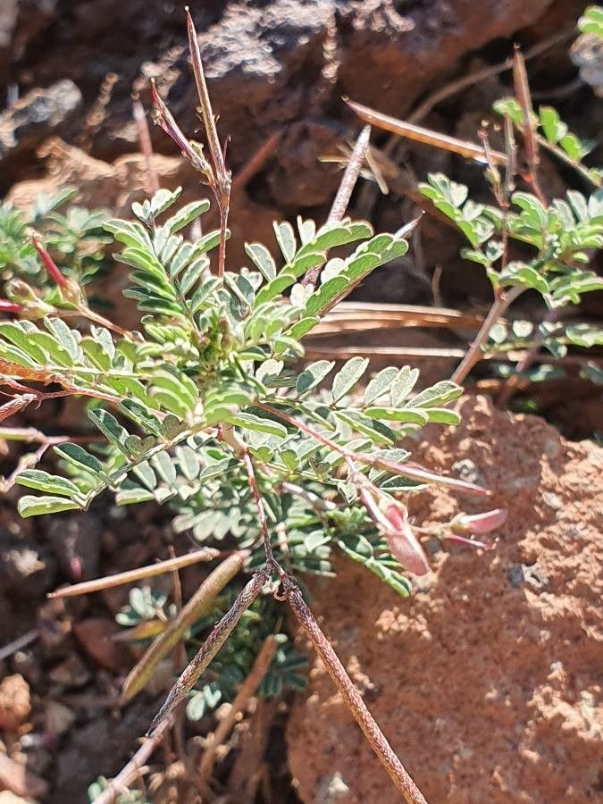Indigofera brevicalyx fruit