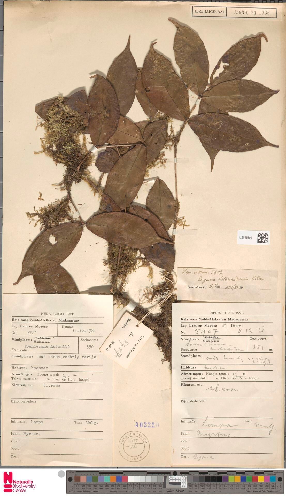 Eugenia vatomandrensis — houseplant care guide