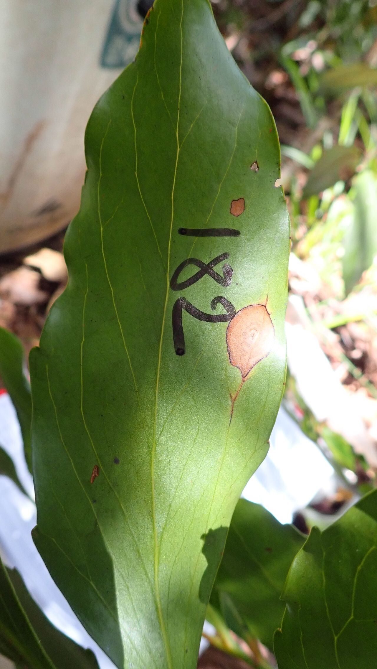 Beauprea montana — houseplant care guide