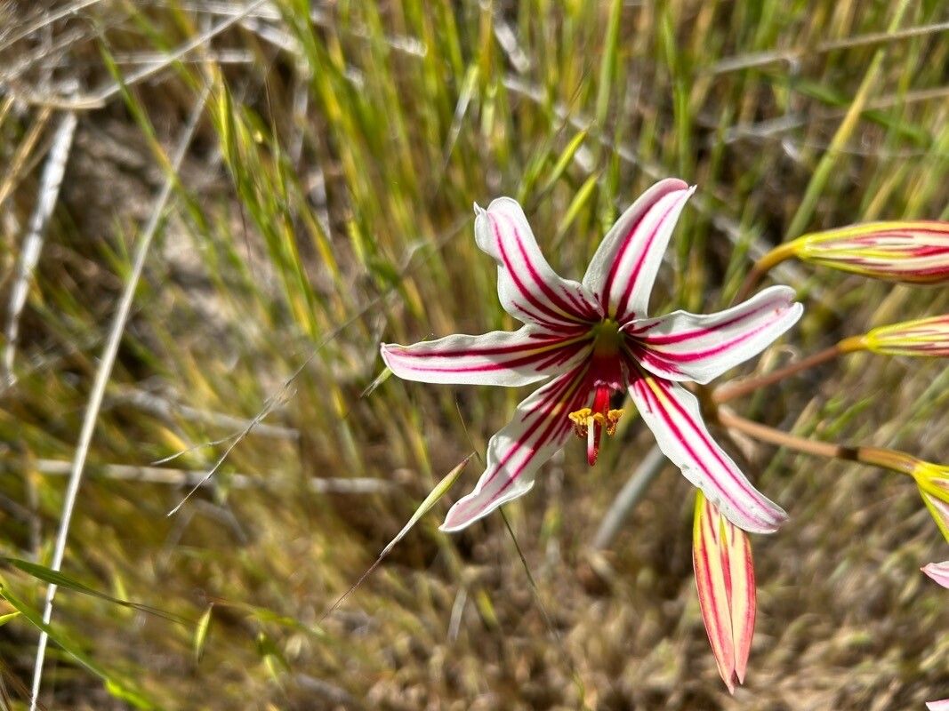 Olsynium biflorum — related species from the same genus