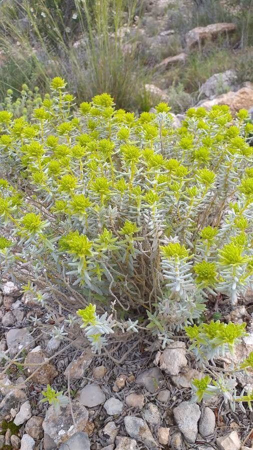 Teucrium ronnigeri — search result for 'Teucrium'