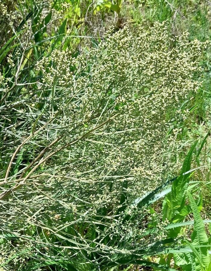 Baccharis articulata habit
